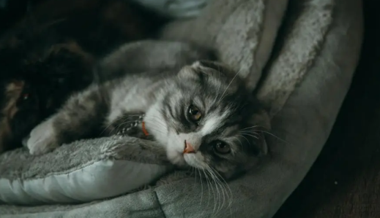 小猫咪变乖的5个绝妙技巧，让你养猫更轻松！