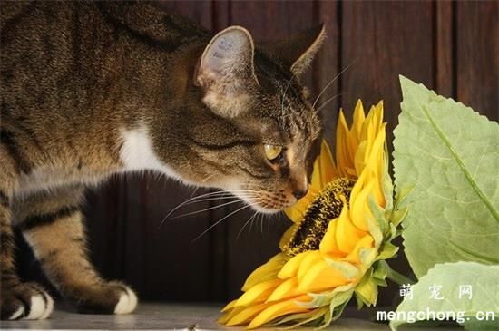 小猫咪口臭怎么办