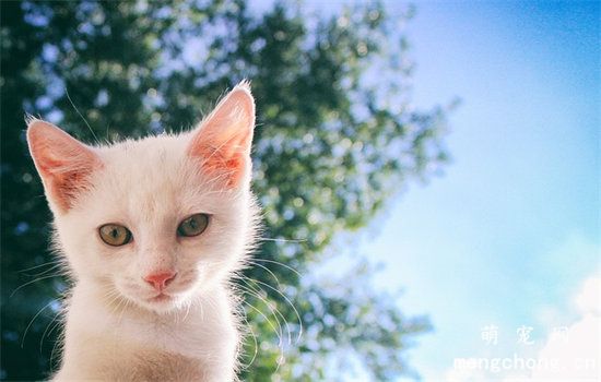 小猫咪可以吃火腿肠吗