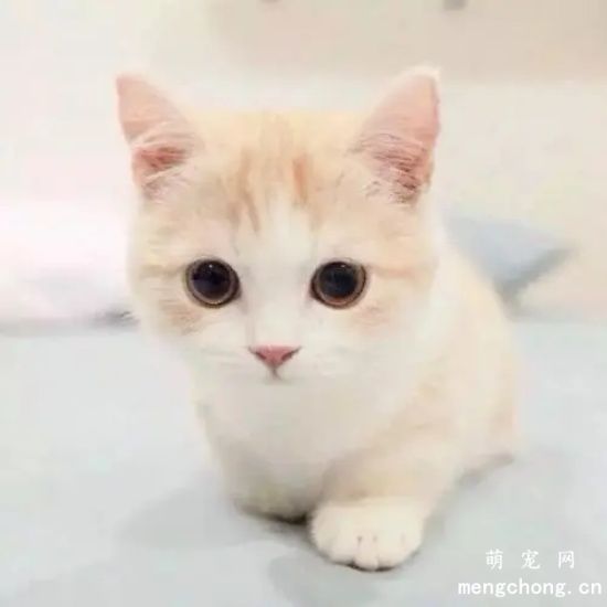 小猫咪喜欢咬主人的手和脚怎么办？