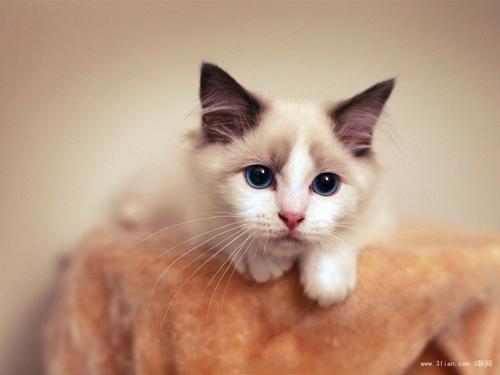 小猫咪得肾衰是什么原因?
