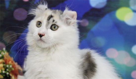 小猫咪拉稀是怎么回事？