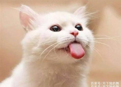 小猫咪排尿困难怎么办