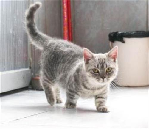 小猫咪高兴的样子是什么