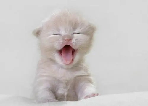 小猫喂奶需要注意什么？