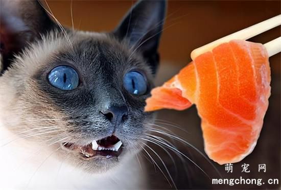 小猫喜欢吃什么食物