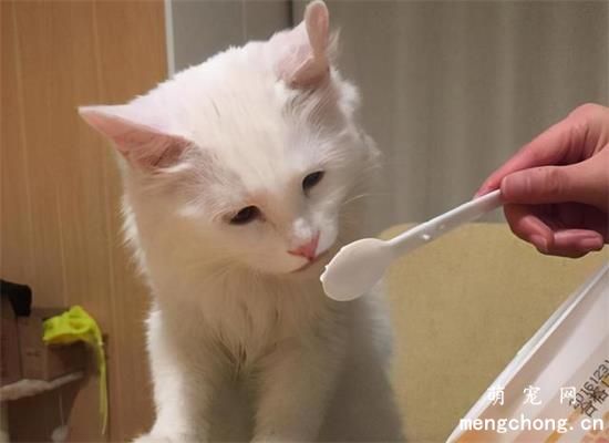 小猫喜欢吃什么食物
