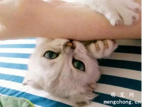 小猫喜欢扑人咬人怎么办？