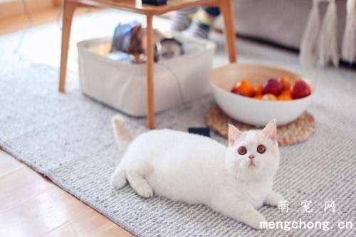 小猫喝水老是呛是怎么回事