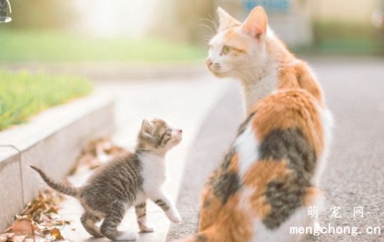 小猫多大可以独立生存？