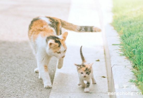 小猫多大可以独立生存？