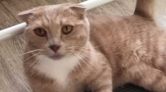 小猫多大驱虫和打疫苗 有什么注意事项