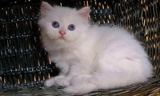 小猫大便带血是是什么原因