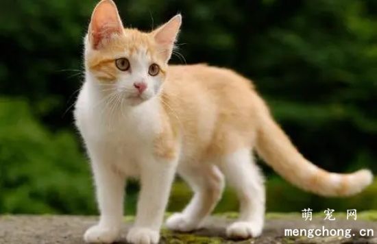 小猫尾巴末端弯折了如何处理