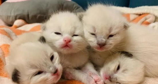 小猫崽几天睁眼？睁眼后能立即见光吗？