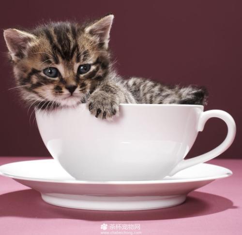 小猫幼猫猫粮饮食注意事项