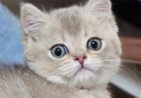 小猫怎么喂