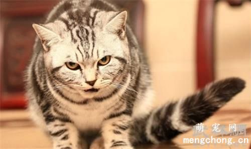 小猫怕人怎么办 三招搞定小猫不在怕人