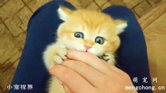 小猫总是爱咬人怎么办