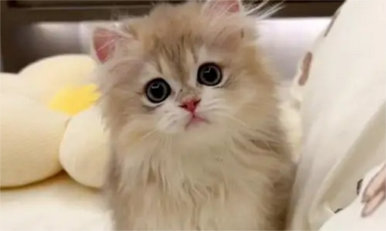 小猫感冒了怎么办?