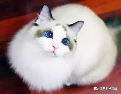 小猫打疫苗注意事项有哪些
