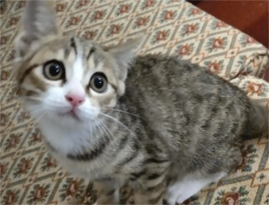 小猫拉稀怎么办 幼猫拉肚子可以治吗