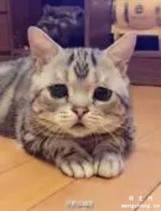 小猫挨打之后会伤心吗