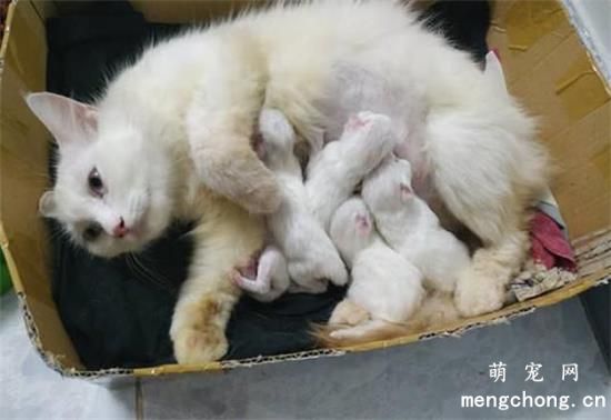 小猫满月后多久可以离开猫妈妈