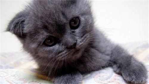 小猫生出来一动不动