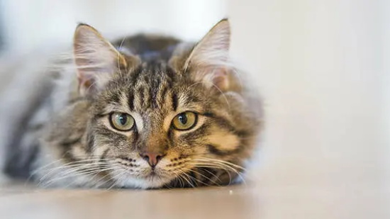 小猫用嘴呼吸是不是活不成了?解读猫咪异常呼吸症状及紧急处理措施