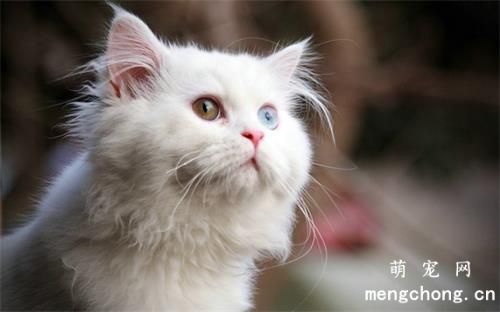 小猫的体温低怎么办