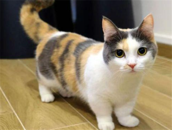 小猫眼睛红肿睁不开