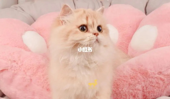 小猫睡觉一直发出咕噜咕噜的声音，探索背后的原因及其意义