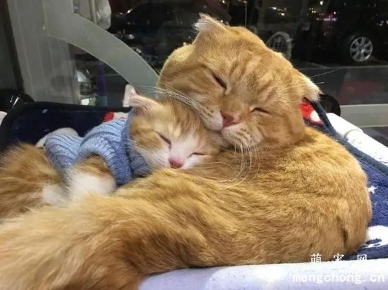 小猫离开母猫一直叫怎么办？