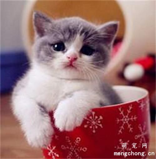 小猫突然像哮喘一样抽气