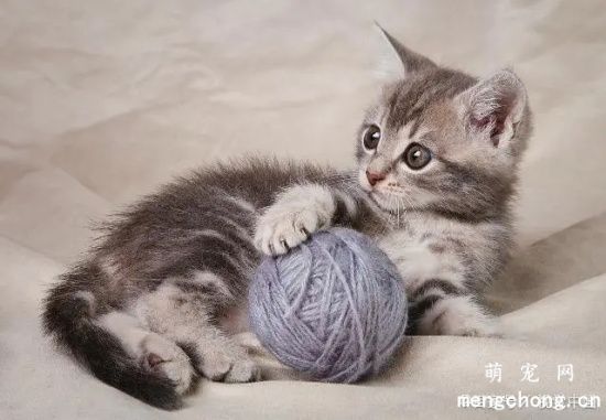 小猫老流眼泪怎么回事