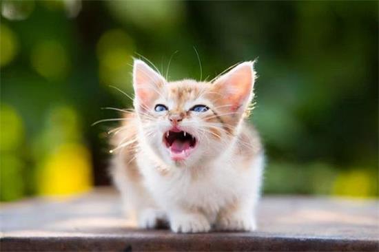 小猫肚子上有个小鼓包 是什么原因
