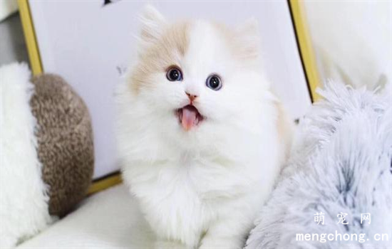 小猫肚子咕咕叫是怎么回事