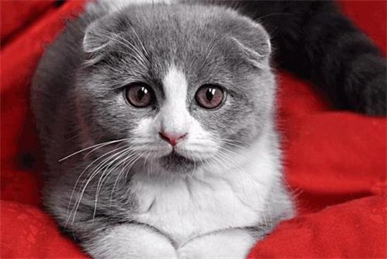 小猫肛门出血 该怎么办