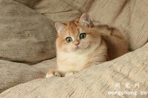 小猫胆小怕人整天躲着怎么办