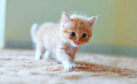 小猫能不能吃玉米味的火腿肠