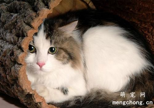 小猫能喝酸奶吗