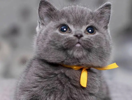 小猫要打什么疫苗可以自己打吗