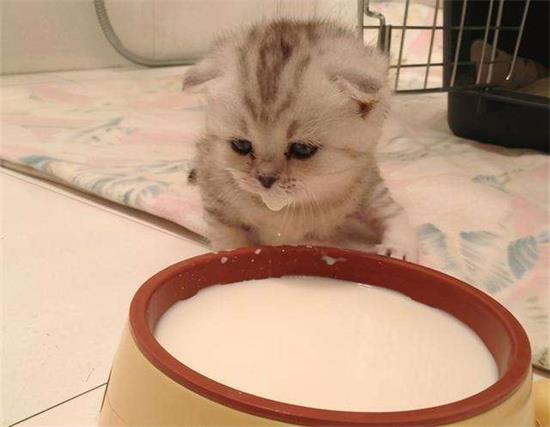 小猫贫血吃什么食物？