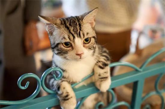 小猫身上有跳蚤如何冶