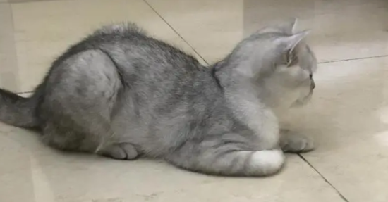 小猫身上长了猫癣能剃毛上药吗