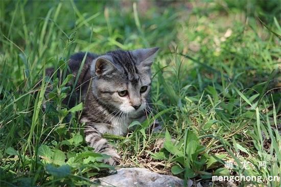 小猫都吃什么食物