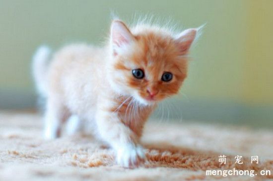 小猫鼻子干燥是正常的嘛