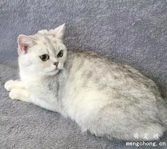 小猫鼻孔有黑垢是怎么回事？