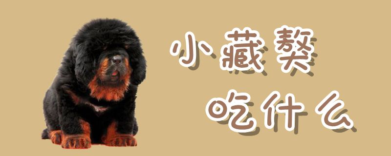 小躲獒吃什么